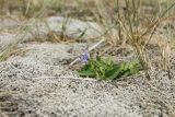 genus Viola