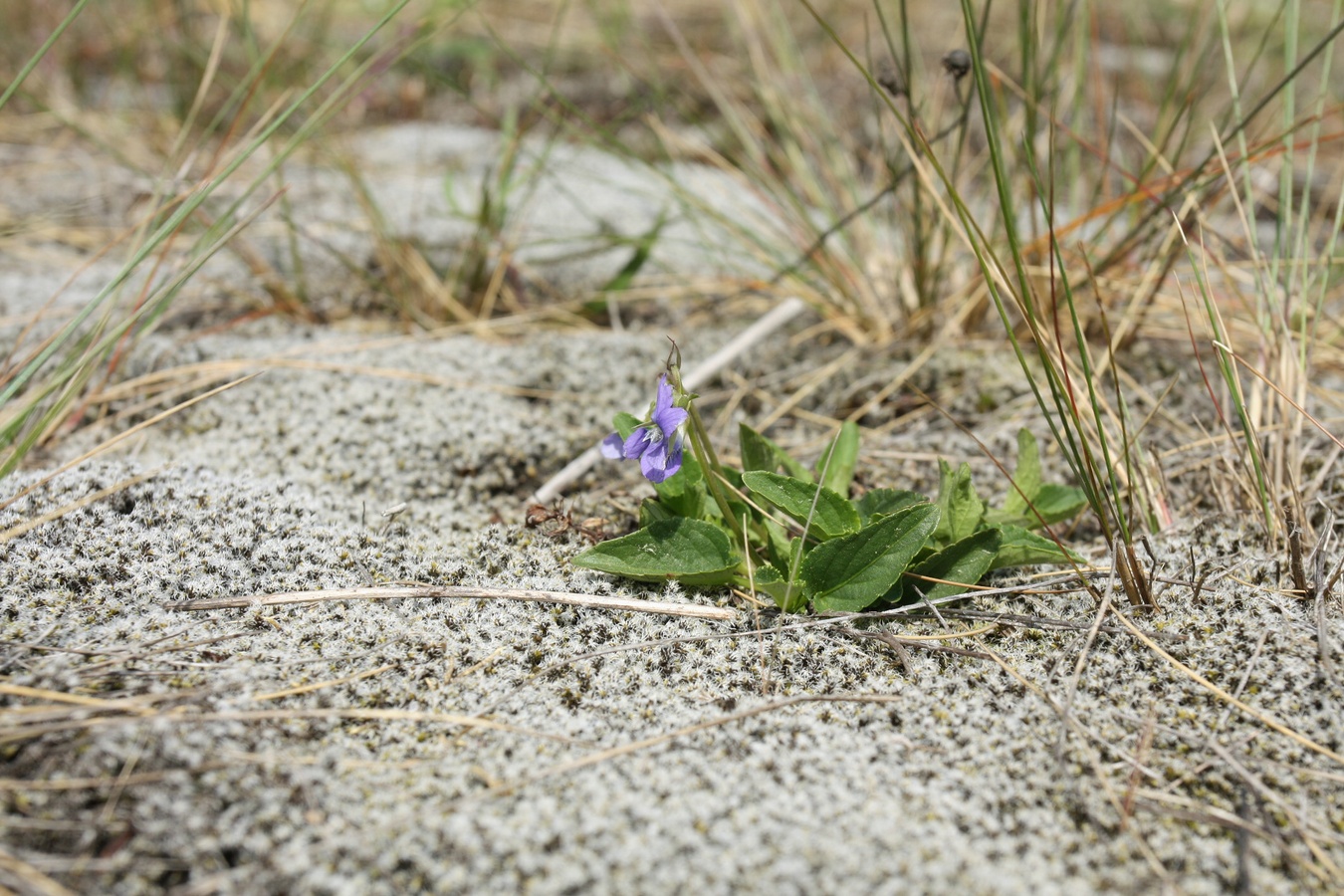 Image of genus Viola specimen.