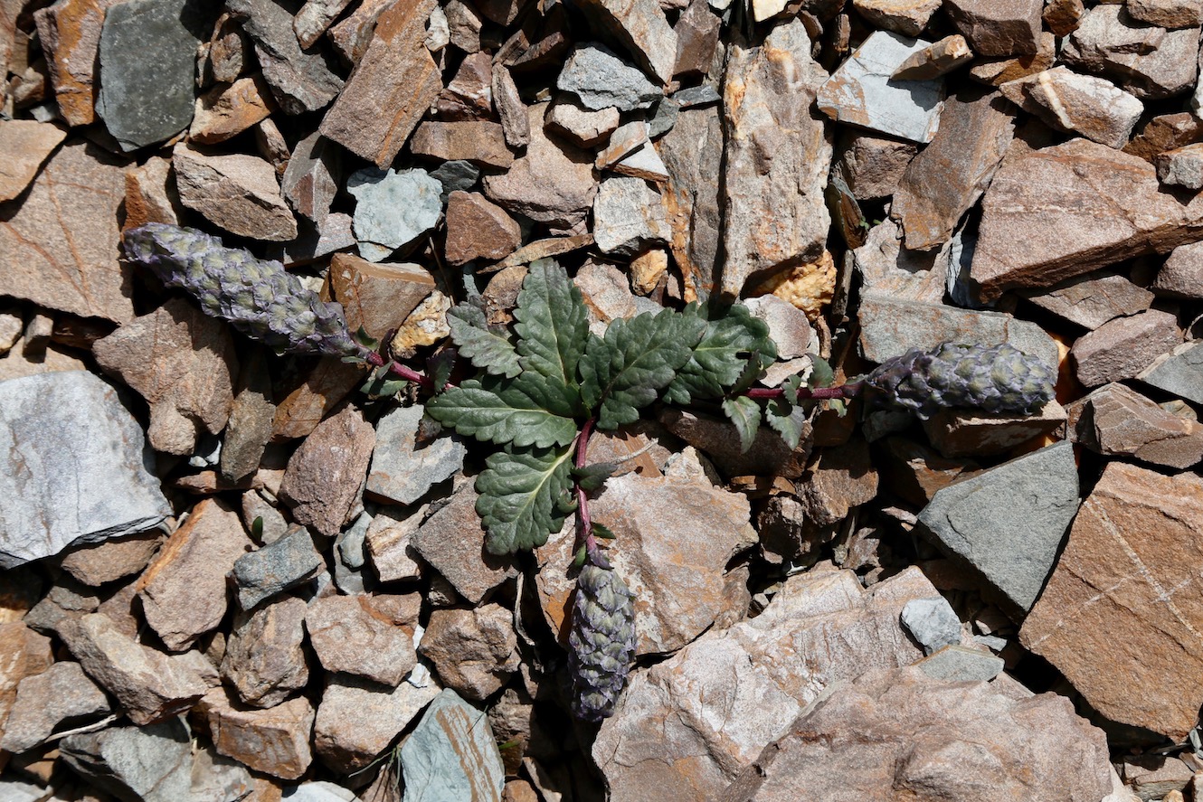 Изображение особи Lagotis decumbens.