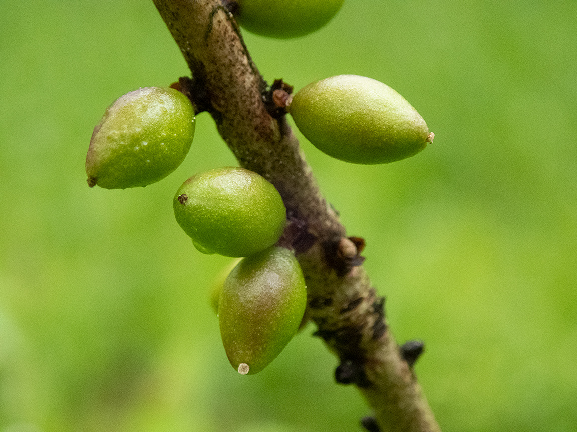 Image of Daphne mezereum specimen.