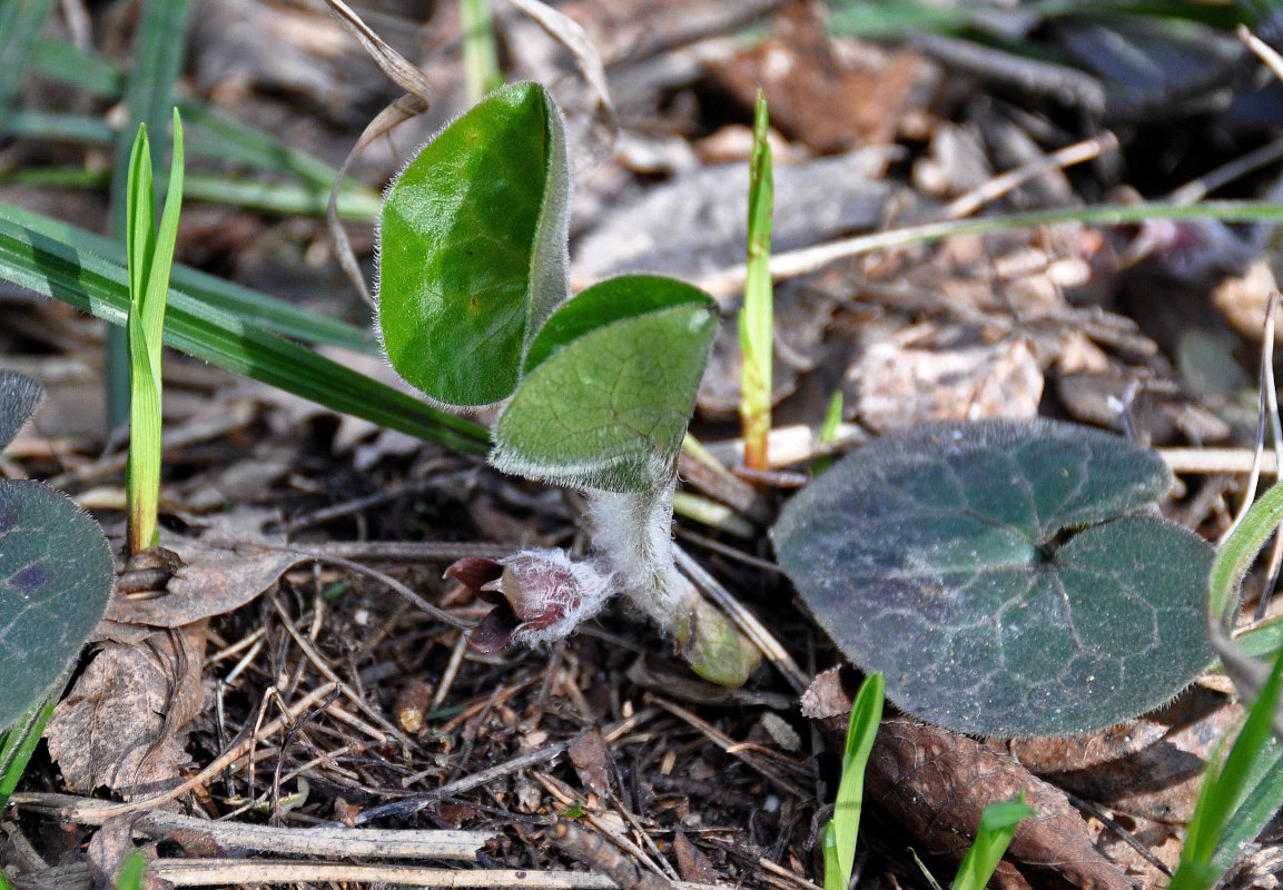 Изображение особи Asarum europaeum.