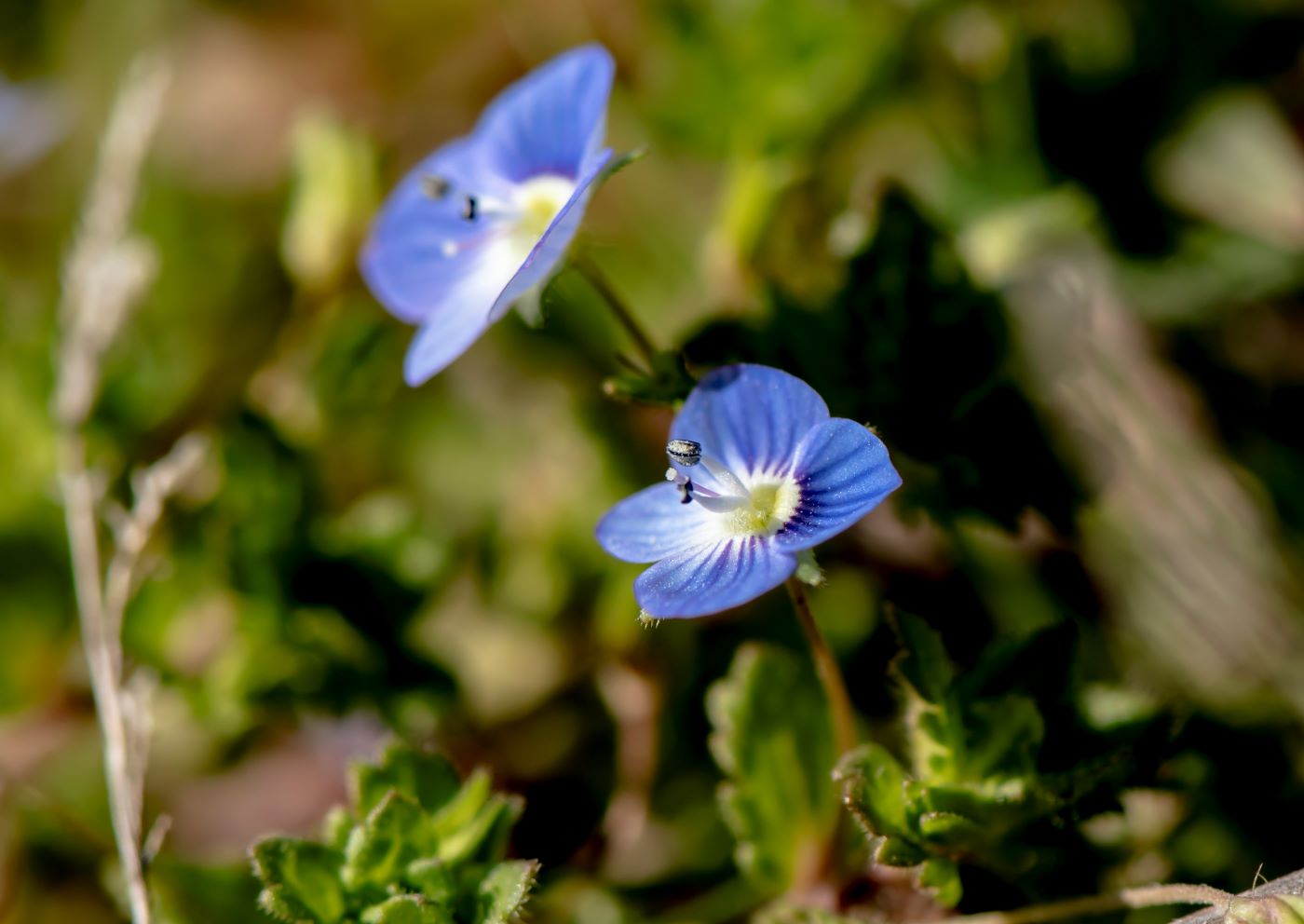 Image of Veronica persica specimen.