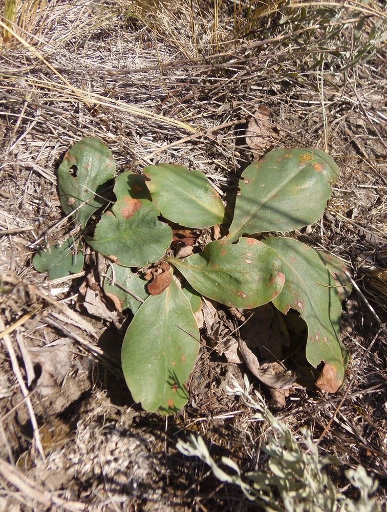 Image of Limonium bungei specimen.