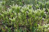 Parentucellia latifolia