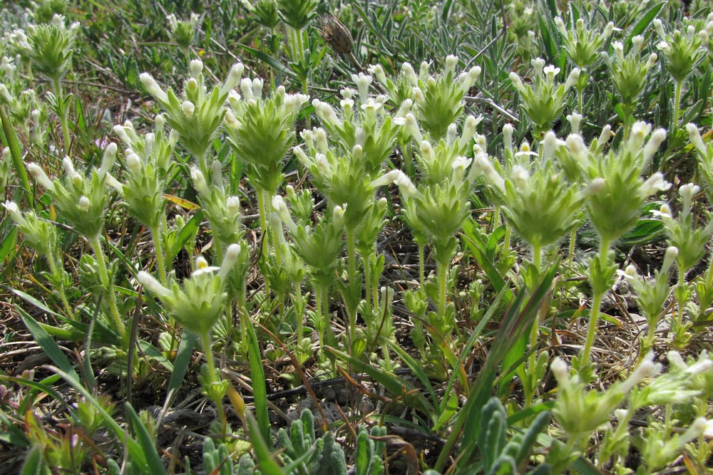 Изображение особи Parentucellia latifolia.