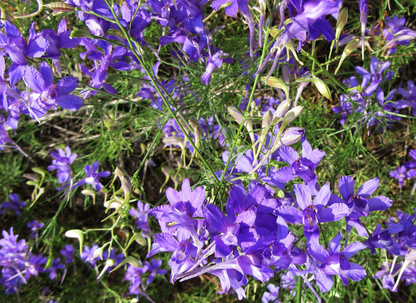 Image of Delphinium consolida specimen.