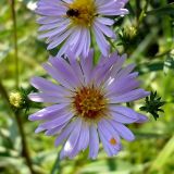 Symphyotrichum novi-belgii