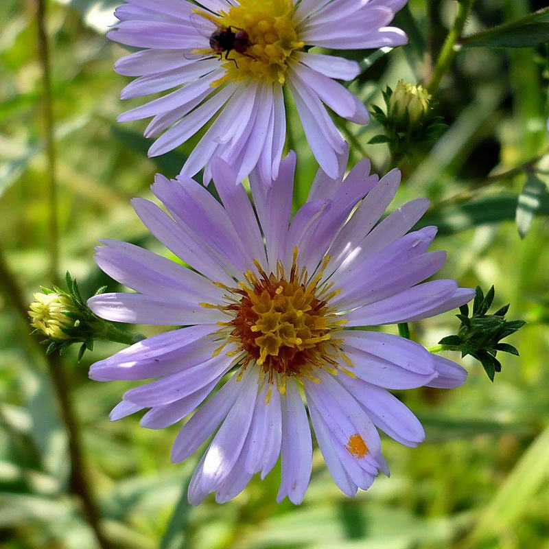 Изображение особи Symphyotrichum novi-belgii.