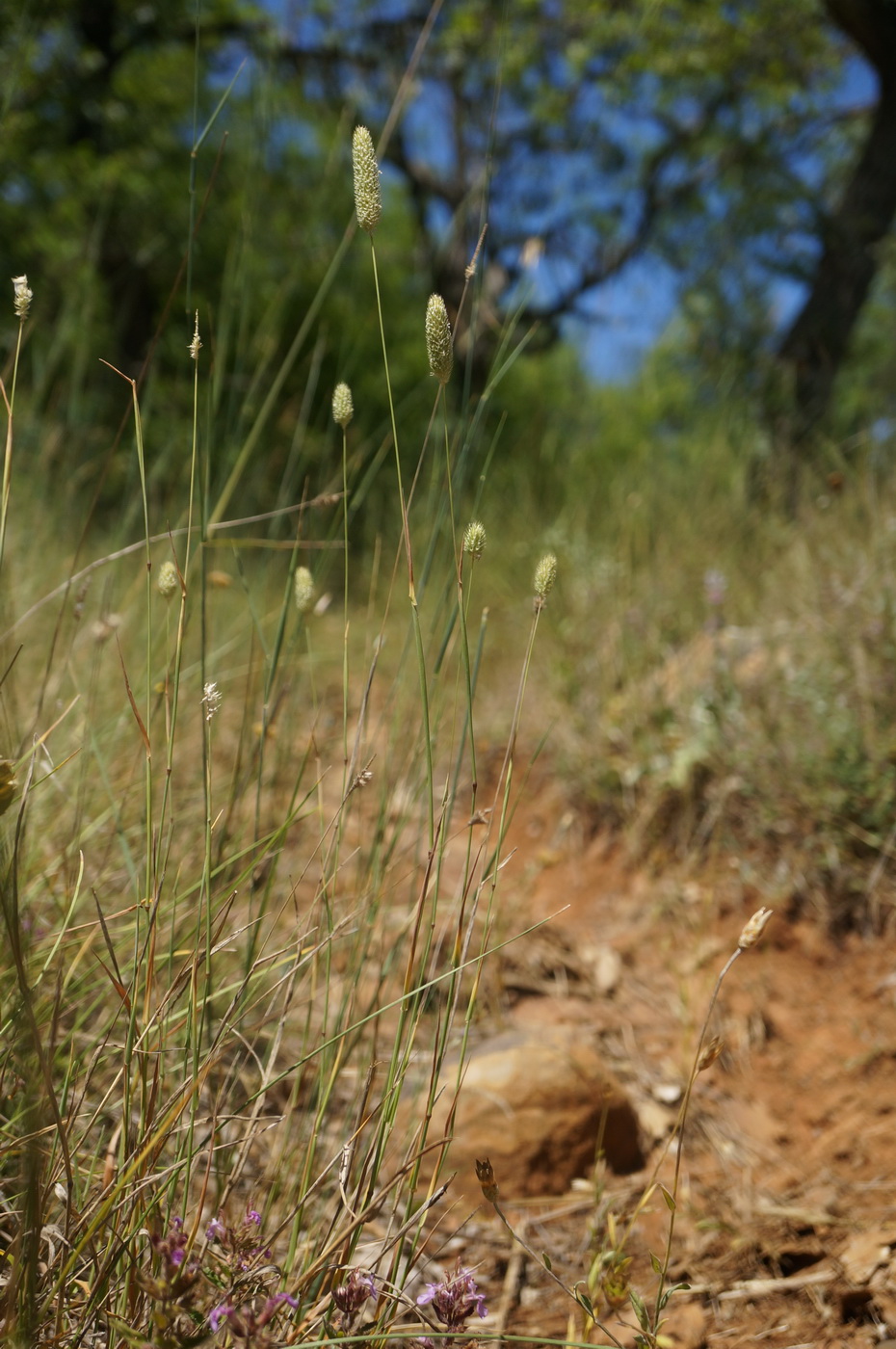 Image of Phleum nodosum specimen.