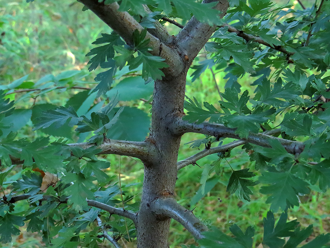 Image of Crataegus ambigua specimen.