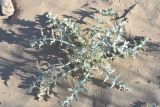 Echinops albicaulis. Вегетирующее растение. Казахстан, Алматинская обл, Балхашский р-н, закреплённые пески. 5 мая 2018 г.