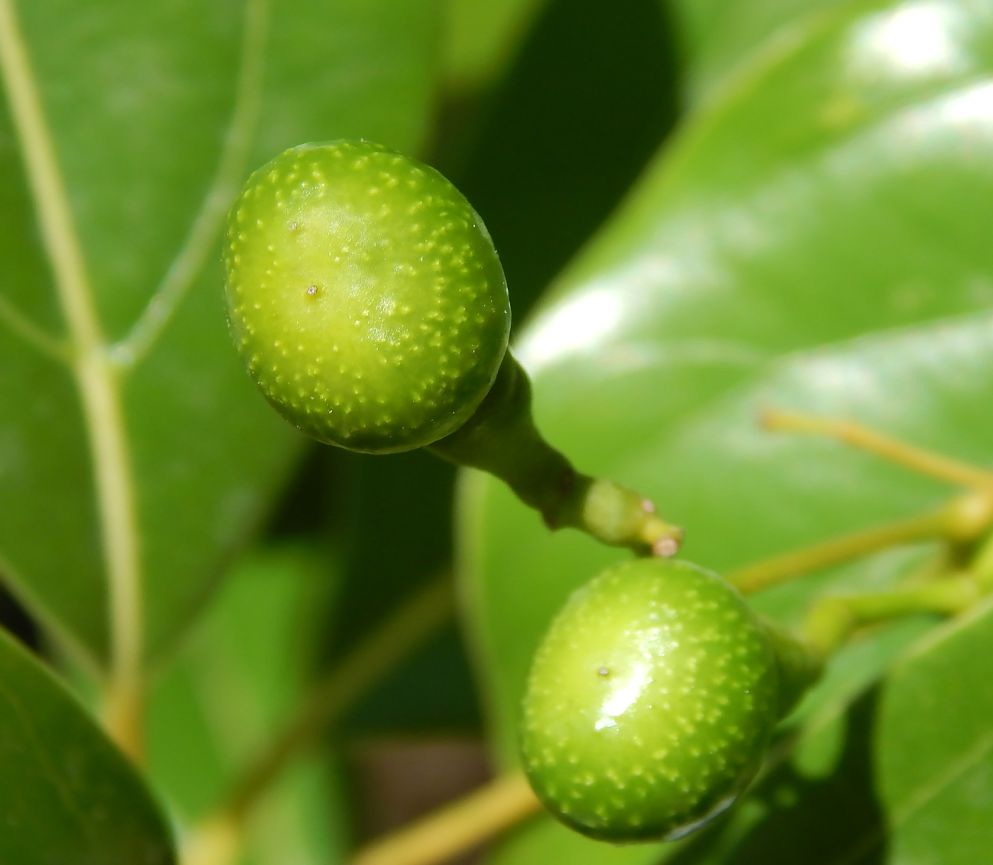 Image of Cinnamomum glanduliferum specimen.