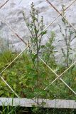 Chenopodium strictum