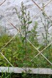 Chenopodium strictum. Плодоносящее растение. Санкт-Петербург, Выборгский р-н, окр. пересечения Большого Сампсониевского просп. и Ланского ш., у подножья каменных плит насыпи ж.-д. полотна. 04.09.2020.