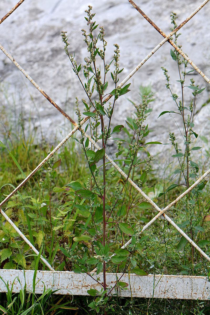 Изображение особи Chenopodium strictum.