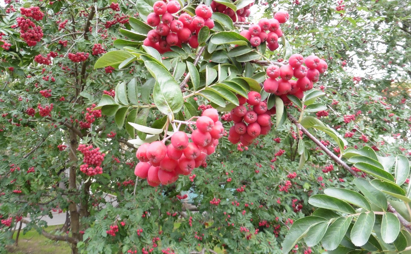 Image of &times; Crataegosorbus miczurinii specimen.