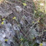 Alyssum trichostachyum