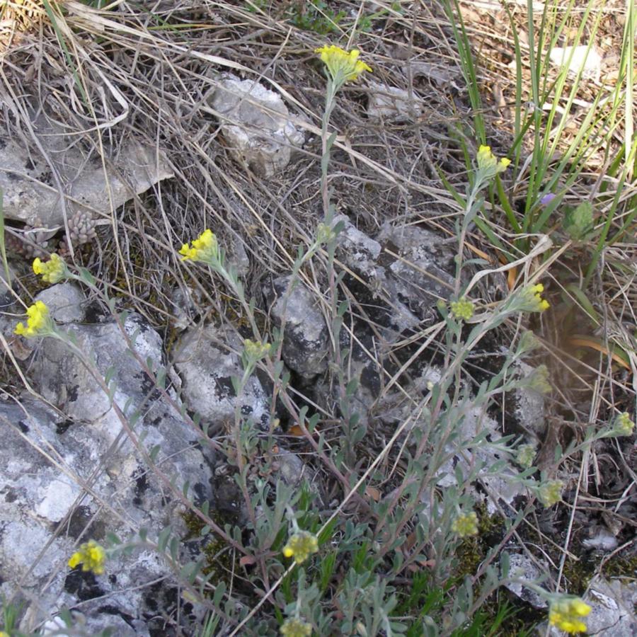 Изображение особи Alyssum trichostachyum.