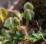 genus Oxalis. Листья. Перу, регион Куско, археологический комплекс \"Писак\", центральная часть комплекса, в нижней части каменной кладки. 12.10.2019.