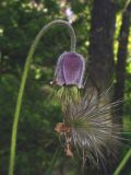 Pulsatilla pratensis