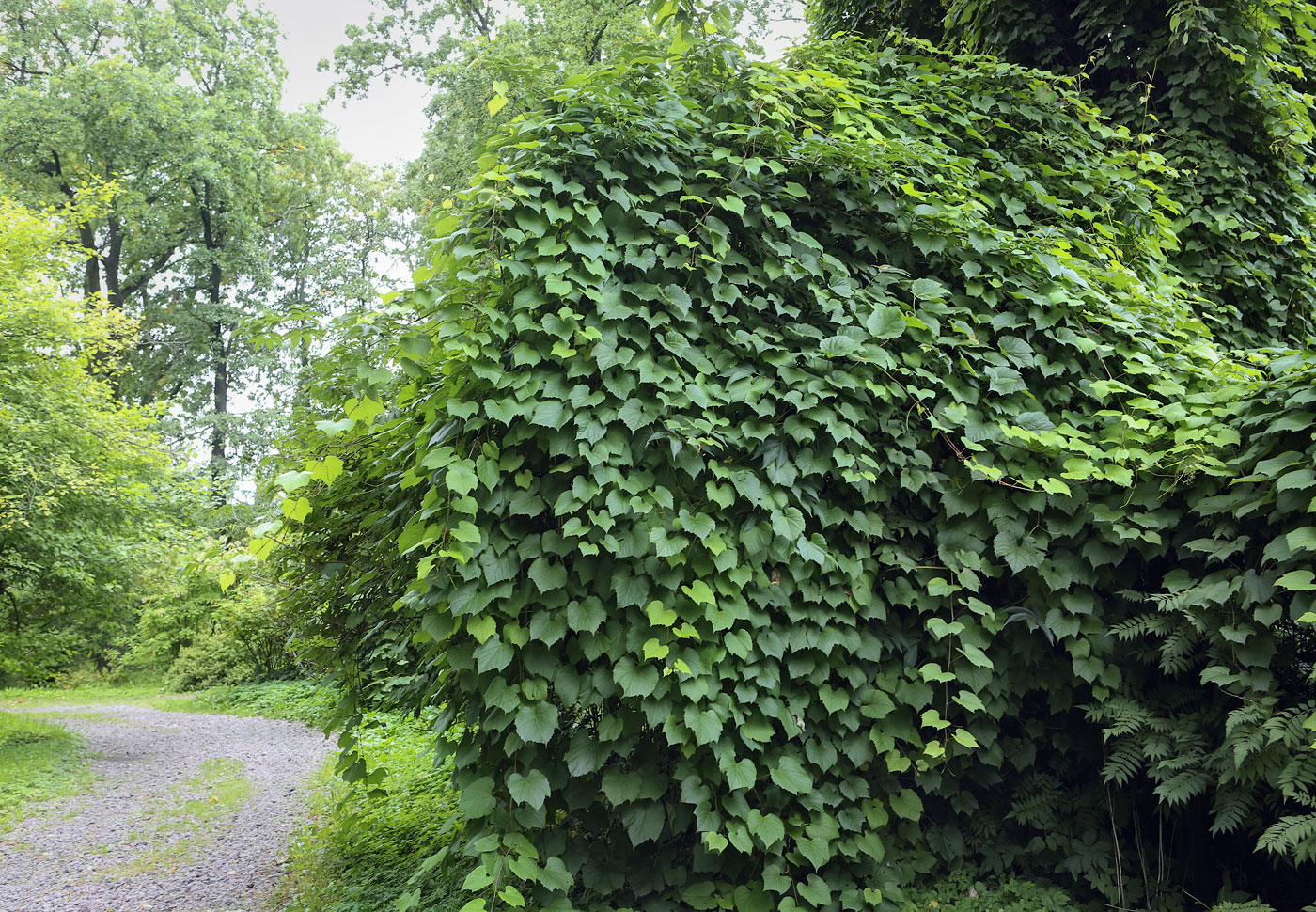 Изображение особи Vitis amurensis.