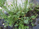 Cardamine uliginosa. Основание цветущего растения. Кабардино-Балкария, Эльбрусский р-н, долина р. Ирикчат, ок. 2650 м н.у.м., у ручья. 07.07.2020.