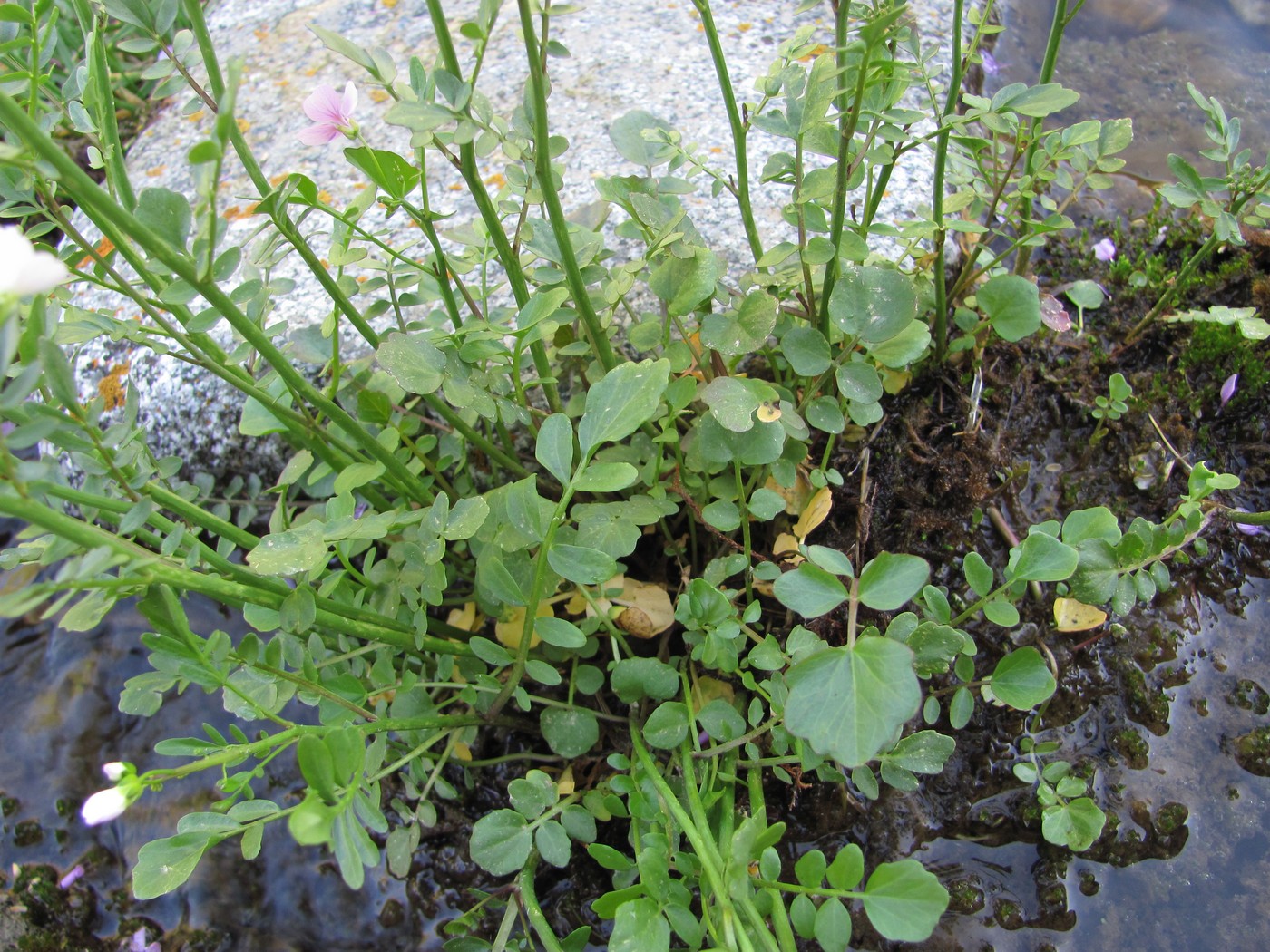 Image of Cardamine uliginosa specimen.