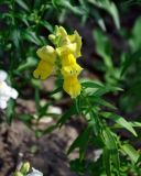 Antirrhinum majus. Верхушка побега с соцветием. Московская обл., г. Железнодорожный, в культуре. 06.08.2020.