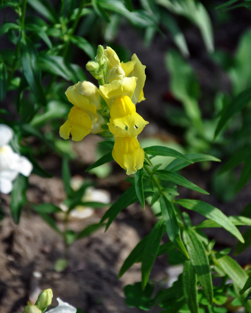 Image of Antirrhinum majus specimen.