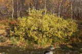 Salix phylicifolia. Растение с листвой, принимающей осеннюю окраску. Мурманск, Горелая сопка, окр. оз. Чайка, опушка вытоптанного чернично-вороничного березняка близ берега. 24.09.2020.