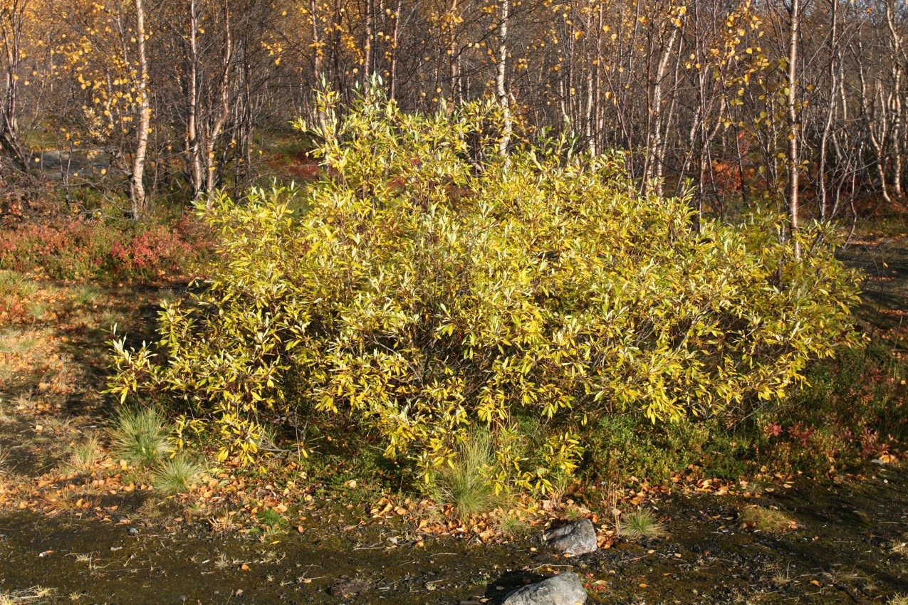 Image of Salix phylicifolia specimen.