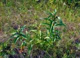 Gentiana cruciata