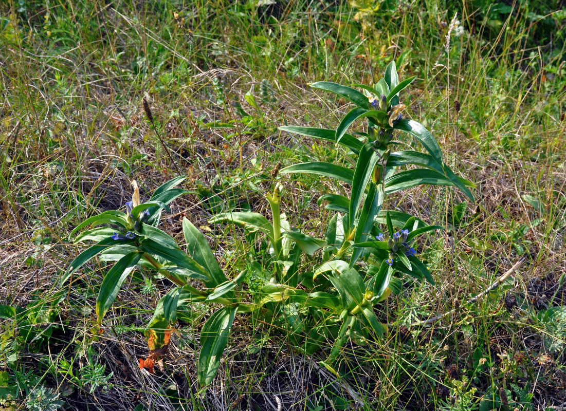 Image of Gentiana cruciata specimen.