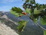 Sorbus torminalis