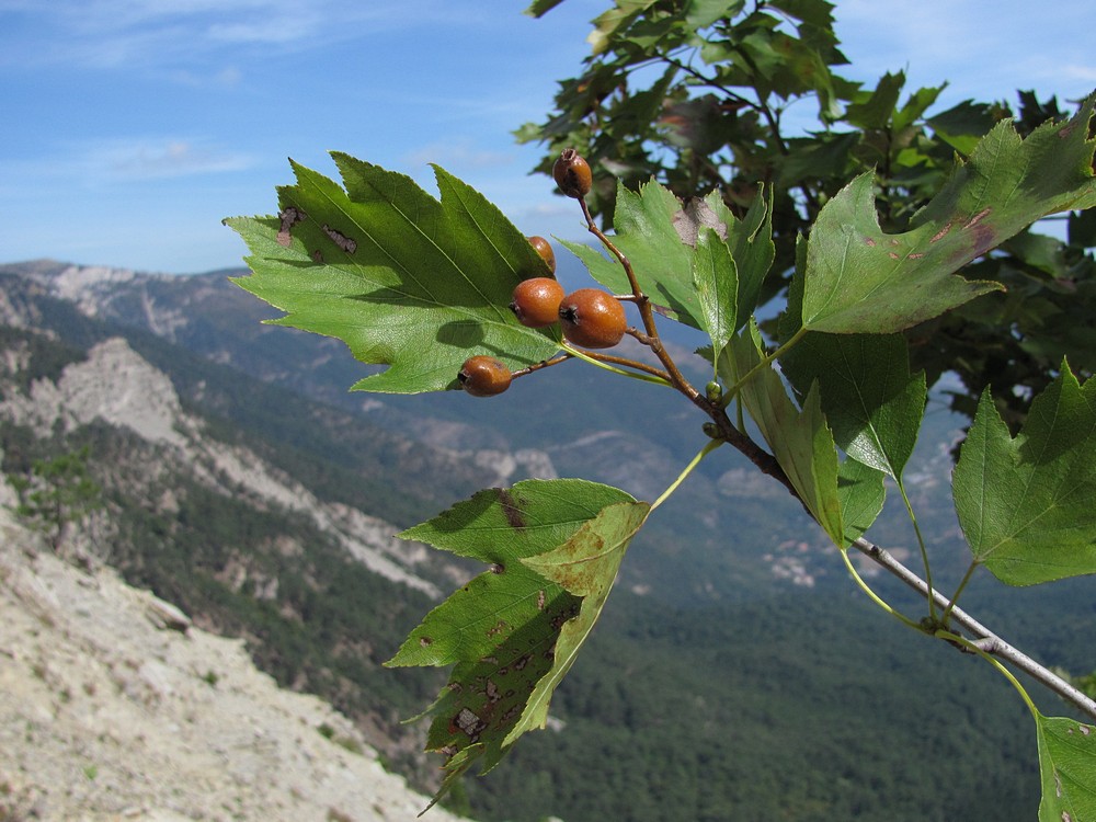 Image of Sorbus torminalis specimen.