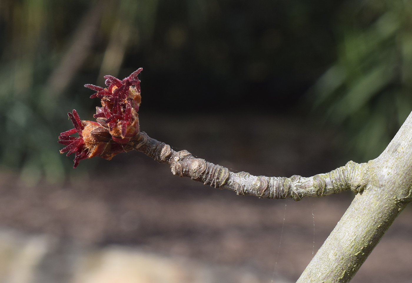 Image of Acer × freemanii specimen.