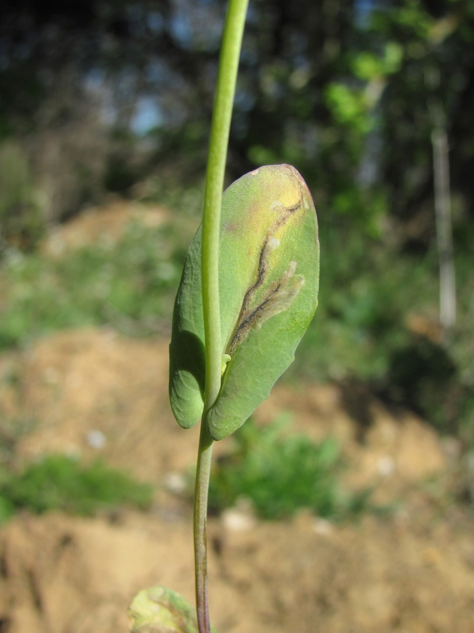 Image of Microthlaspi perfoliatum specimen.