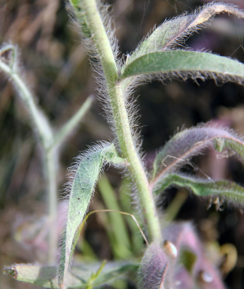 Image of genus Pilosella specimen.