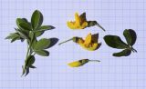 Cytisus villosus