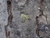 genus Hypotrachyna. Таллом с апотециями. Тверская обл., Весьегонск, Приморский парк, на стволе дерева. 6 февраля 2021 г.