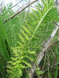 Achillea millefolium