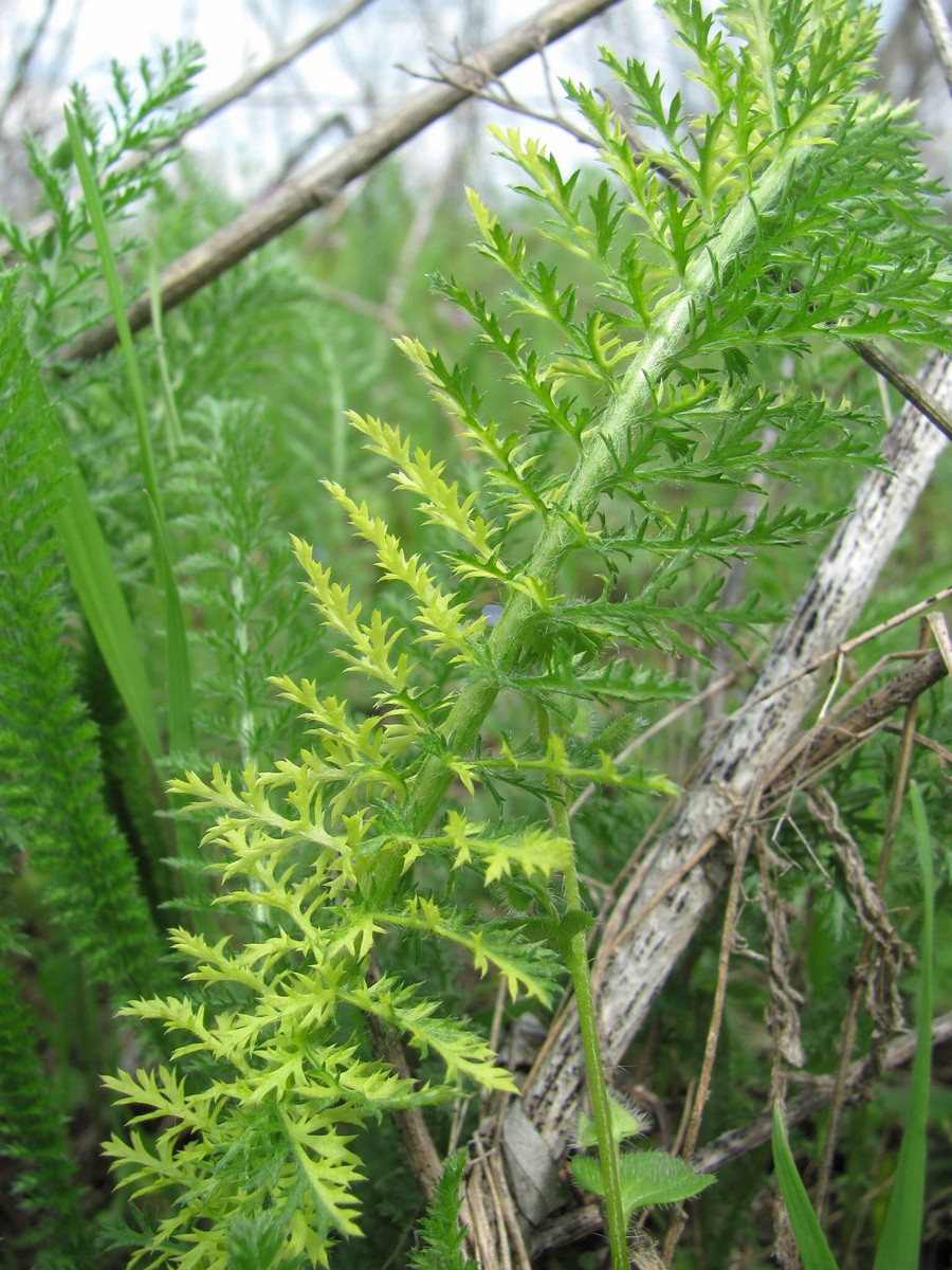 Image of Achillea millefolium specimen.