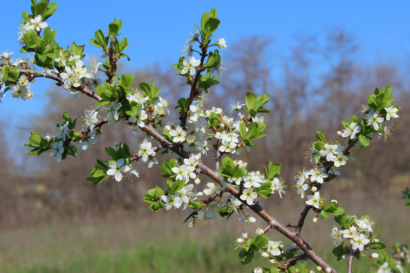 Image of Prunus stepposa specimen.