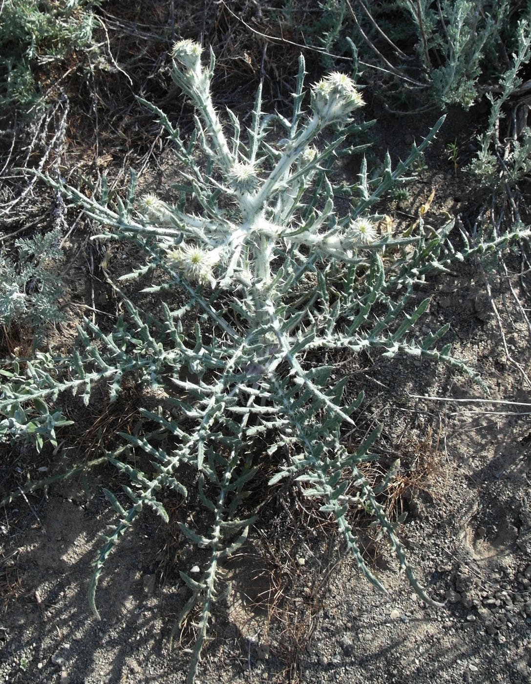 Изображение особи Cousinia dissecta.