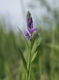 Polygala comosa