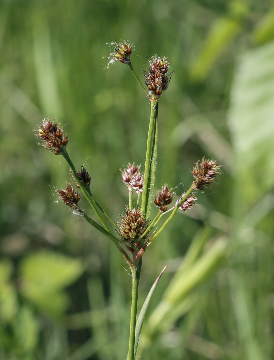 Image of Luzula multiflora specimen.