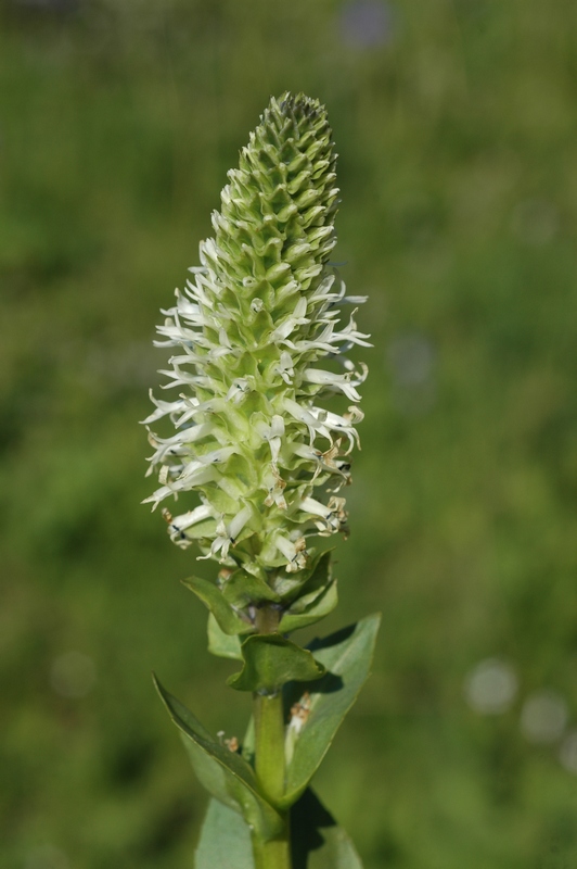 Изображение особи Lagotis integrifolia.