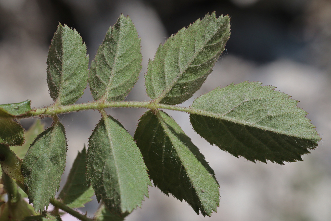 Image of Rosa balsamica specimen.