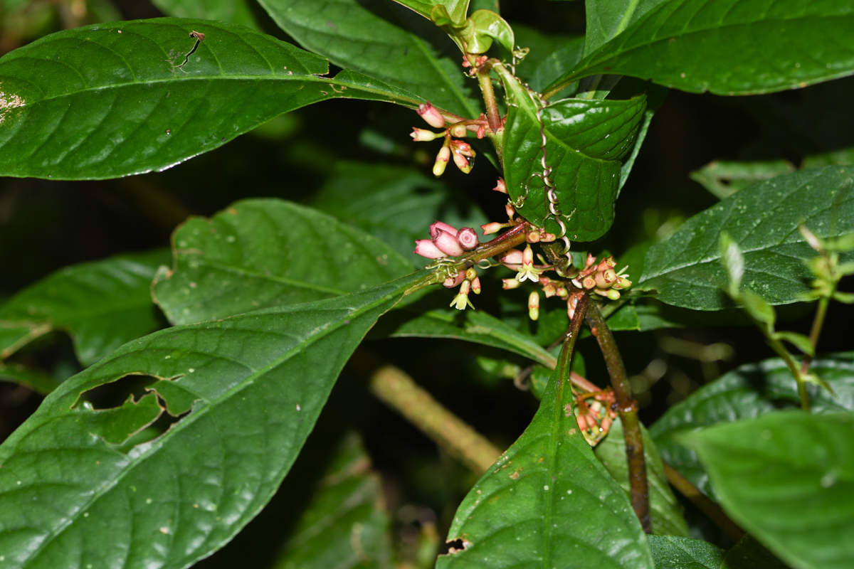 Image of Hoffmannia obovata specimen.