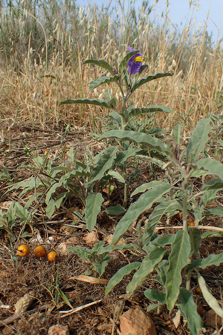 Image of Solanum elaeagnifolium specimen.